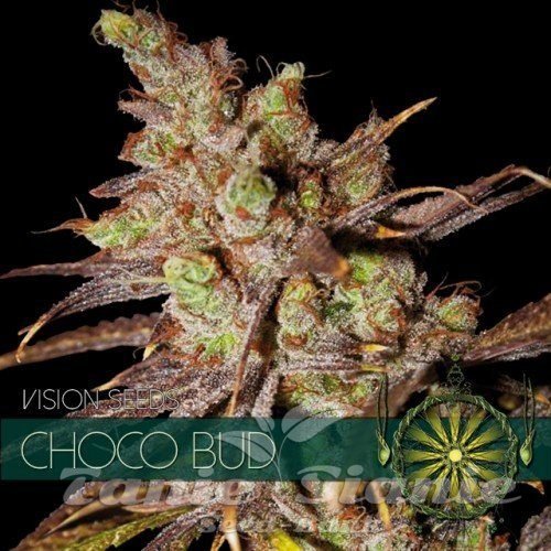 Nasiona Marihuany Choco Bud - Vision Seeds