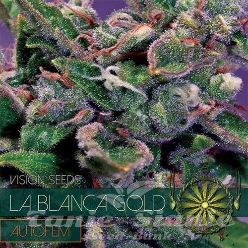 Nasiona Marihuany La Blanca Gold Auto - Vision Seeds