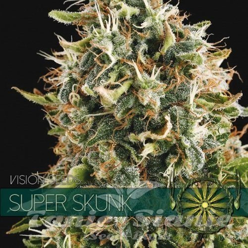 Nasiona Marihuany Super Skunk - Vision Seeds