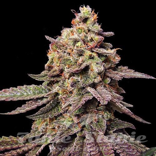 Watermelon F1