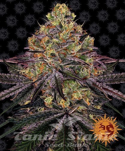 Nasiona Marihuany Watermelon Zkittlez - BARNEY'S FARM