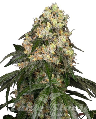 Nasiona Marihuany White Biscotti OG XXL - WHITE LABEL