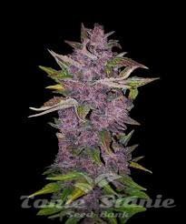 Nasiona Marihuany Purple Bud Automatic - WHITE LABEL