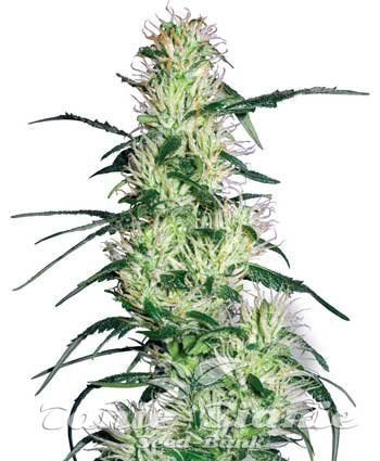 Nasiona Marihuany Purple Haze - WHITE LABEL