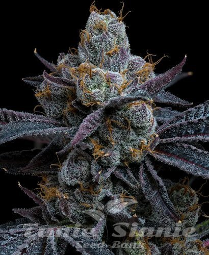 Nasiona Marihuany White Runtz - BARNEY'S FARM