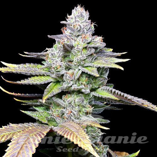 White Sherb - COOKIES SEEDS