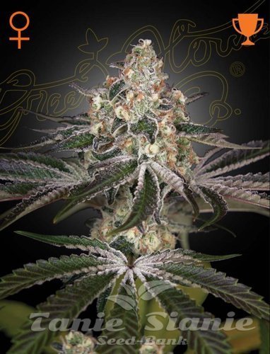 Nasiona Marihuany White Widow - GREEN HOUSE SEEDS