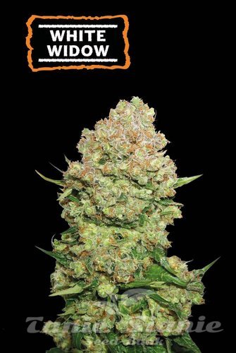 White Widow - SEED STOCKERS