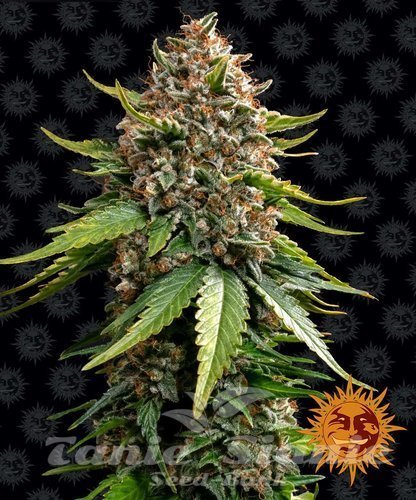 Nasiona Marihuany White Widow XXL Auto - BARNEY'S FARM