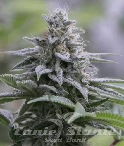 Zkittlez 2.0 - SILENT SEEDS