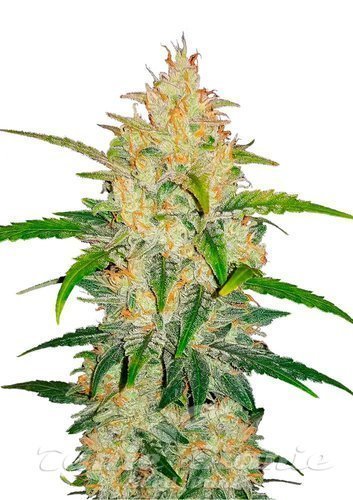 Nasiona Marihuany Zkittlez Auto - FASTBUDS