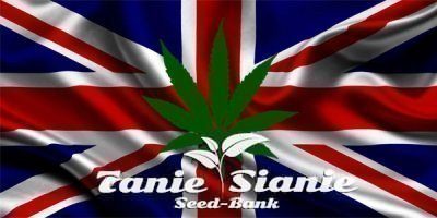 Brytyjska opinia za legalizacją marihuany