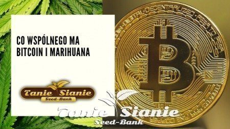 Co wspólnego ma Bitcoin i Marihuana