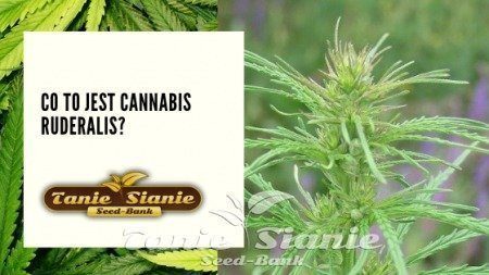 Co to jest Cannabis Ruderalis?
