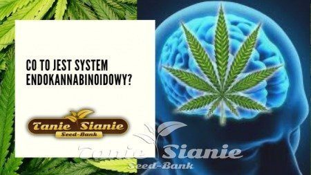 Co to jest system endokannabinoidowy?