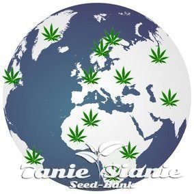 Kraje na Świece w których Marihuana jest legalna