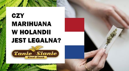 Czy w Holandii marihuana rekreacyjna jest legalna?