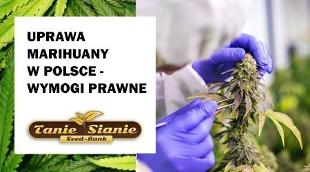 Uprawa marihuany medycznej w Polsce - wymogi prawne