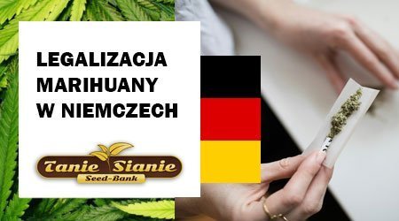 Legalizacja marihuany w Niemczech: jak wygląda prawo?