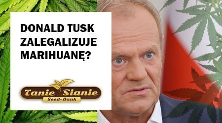 Donald Tusk ma 30 dni na zajęcie stanowiska w sprawie dekryminalizacji posiadania i uprawy marihuany